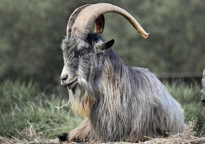 The Growing Demand for Organic and Grass-Fed Goat Meat What’s Driving It