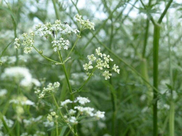 The Growing Demand for Organic and Sustainable Chervil What’s Driving It