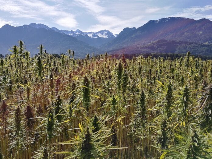 The Growing Demand for Organic and Sustainable Hemp Seeds What’s Driving It