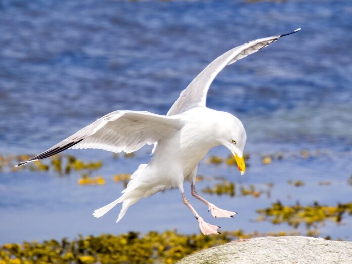 The Growing Demand for Organic and Sustainable Herring What’s Driving It