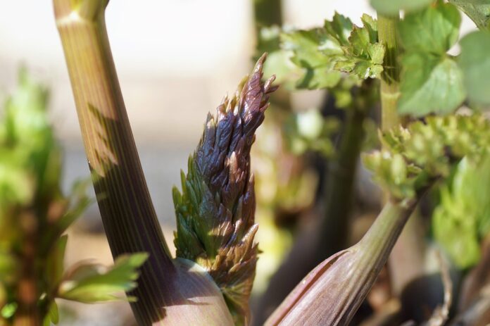 The Growing Demand for Organic and Sustainable Lovage What’s Driving It