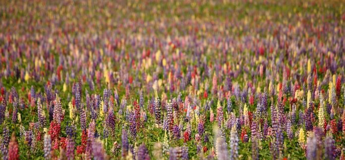 The Growing Demand for Organic and Sustainable Lupins What’s Driving It