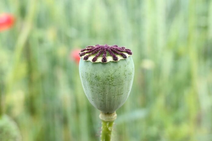 The Growing Demand for Organic and Sustainable Poppy Seeds What’s Driving It