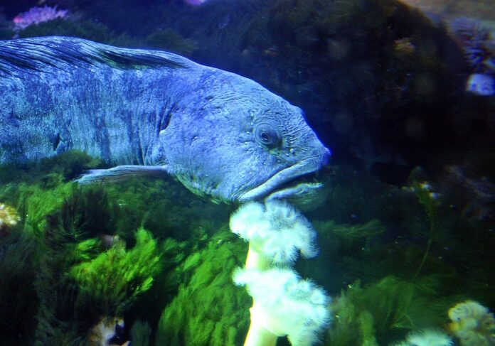 The Growing Demand for Organic and Sustainable Seabass What’s Driving It