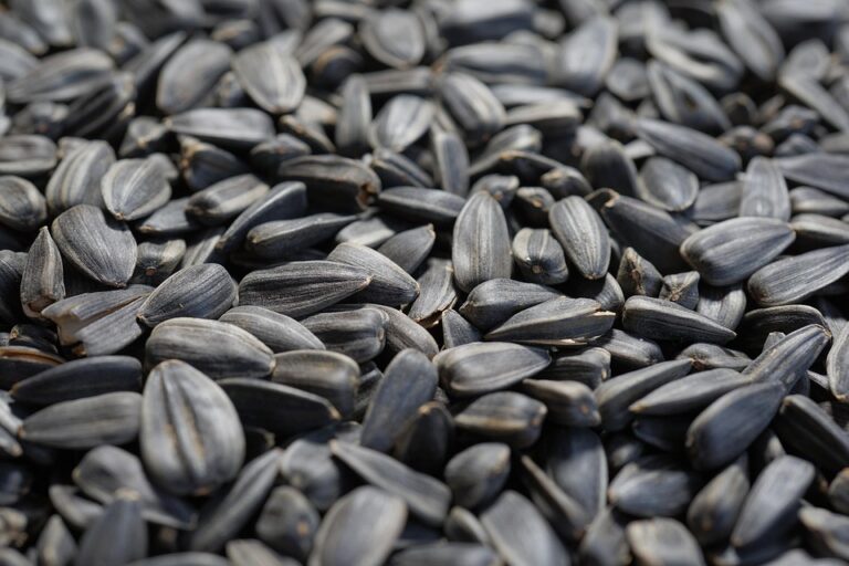 The Growing Demand for Organic and Sustainable Sunflower Seeds What’s Driving It The Growing Demand for Organic and Sustainable Sunflower Seeds What’s Driving It