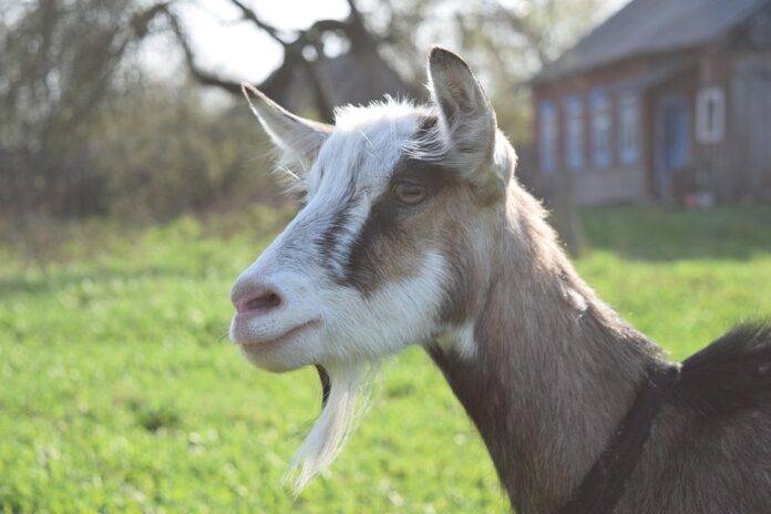 The Health Benefits of Goat Milk and Why Consumers Are Switching