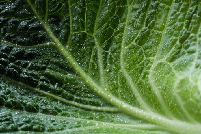 The Impact of Currency Fluctuations on Cabbage Trade & Pricing