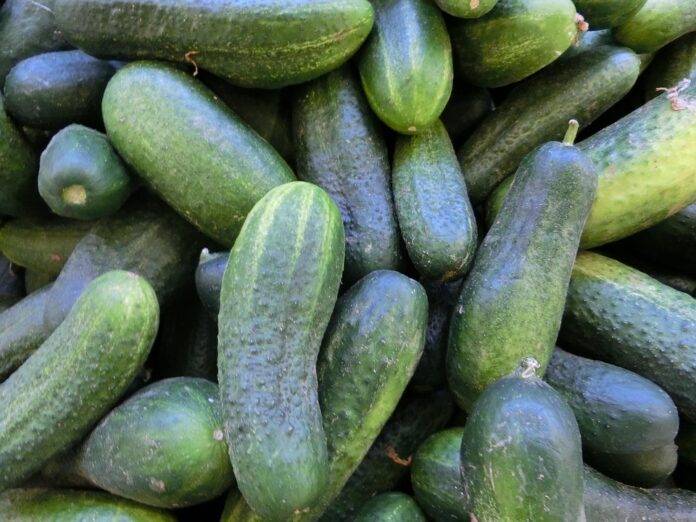 The Impact of Currency Fluctuations on Cucumber Trade & Pricing