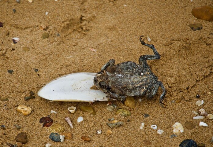 The Impact of Currency Fluctuations on Cuttlefish Trade & Pricing