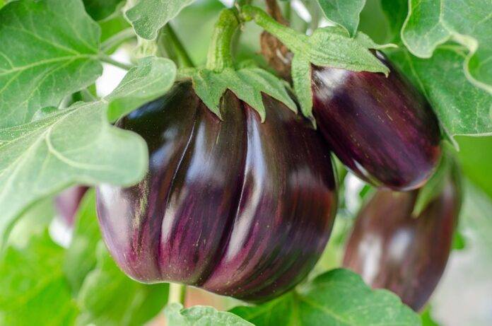 The Impact of Currency Fluctuations on Eggplant Trade & Pricing