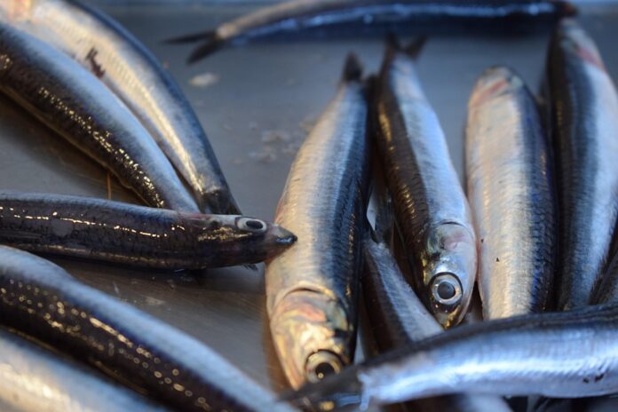 The Impact of Currency Fluctuations on Herring Trade & Pricing