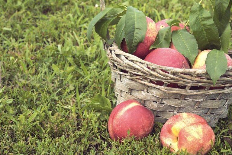 The Impact of Currency Fluctuations on Nectarine Trade & Pricing The Impact of Currency Fluctuations on Nectarine Trade & Pricing