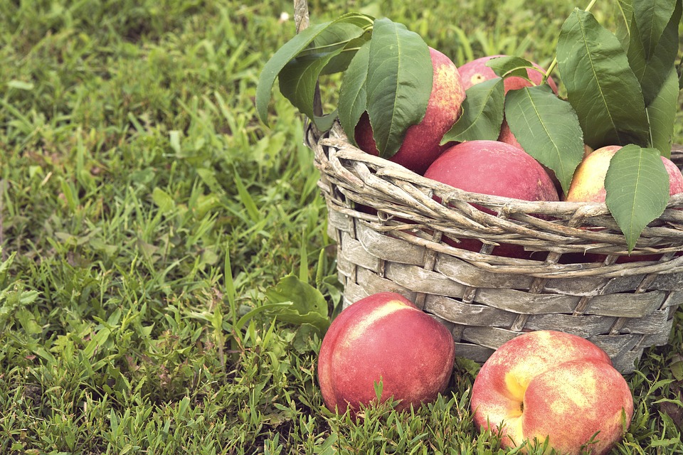 The Impact of Currency Fluctuations on Nectarine Trade & Pricing