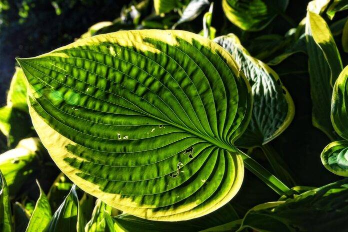 The Impact of Currency Fluctuations on Plantain Trade & Pricing