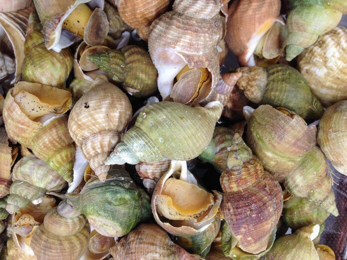 The Impact of Currency Fluctuations on Whelk Trade & Pricing