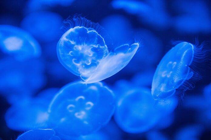 The Impact of Health Trends and Natural Ingredients on the Jellies Industry