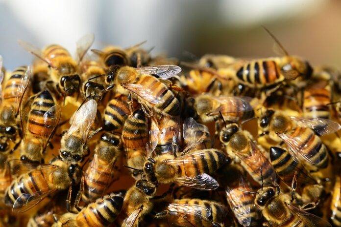 The Nutritional Benefits of Honey and Its Positioning in Functional Foods