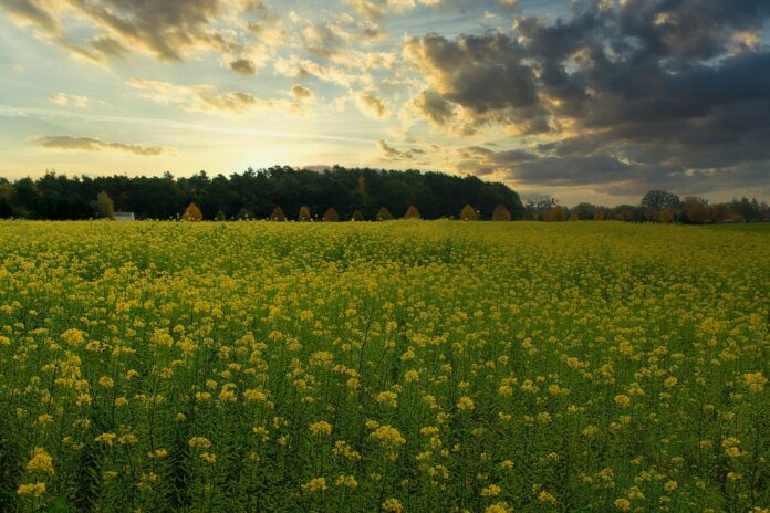 The Process of Turning Mustard Seeds into Mustard Sauce Industrial Production and Techniques