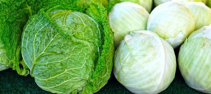 The Rise of Private Label Cabbage Products Supermarket vs Brand Competition