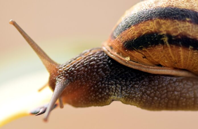 The Rise of Private Label Edible Snail Products Supermarket vs Brand Competition