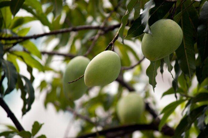 The Rise of Private Label Mango Products Supermarket vs Brand Competition