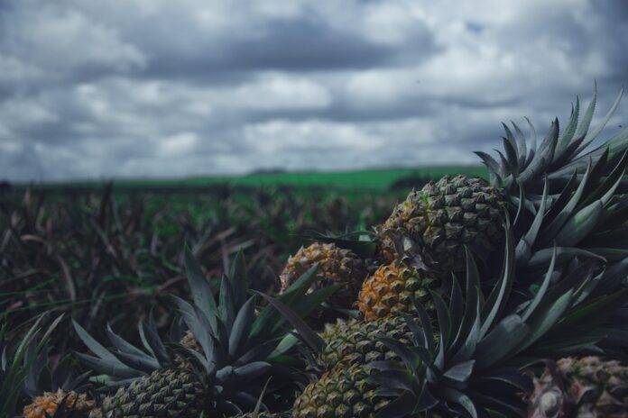 The Rise of Private Label Pineapple Products Supermarket vs Brand Competition