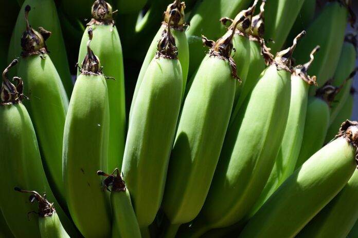 The Rise of Private Label Plantain Products Supermarket vs Brand Competition