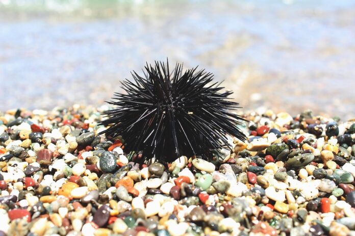 The Rise of Private Label Sea Urchin Products Supermarket vs Brand Competition