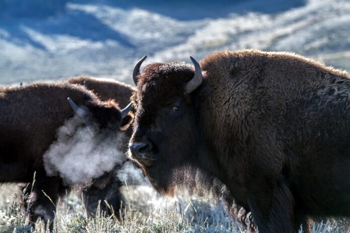 The Role of Feed Quality in Bison Farming Costs Efficiency and Sustainability