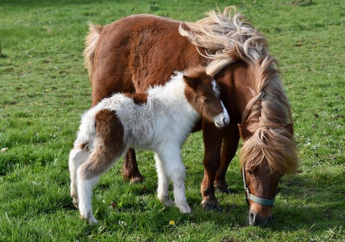 The Role of Feed Quality in Horse Farming Costs Efficiency and Sustainability