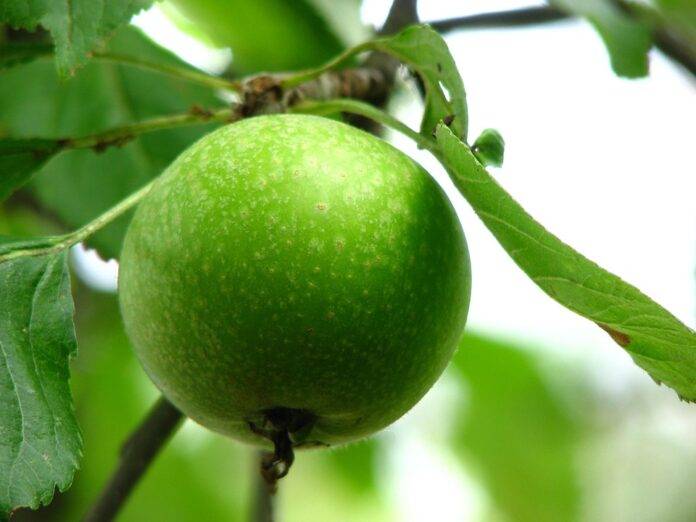 The Role of Fruit Crisps in Supermarkets Health Food Stores and Online Retail.