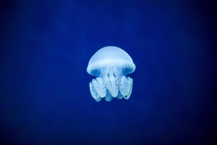 The Role of Regulations and Certifications in the Edible Jellyfish Industry Impact on Trade and Pricing