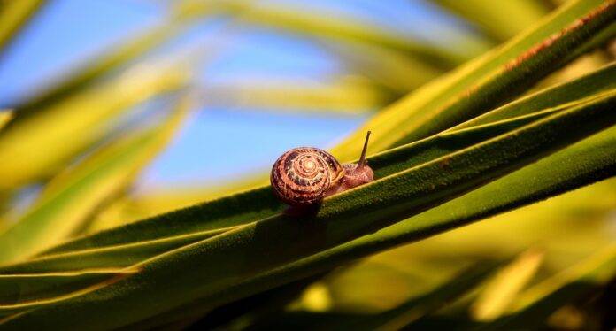 The Role of Regulations and Certifications in the Edible Snail Industry Impact on Trade and Pricing
