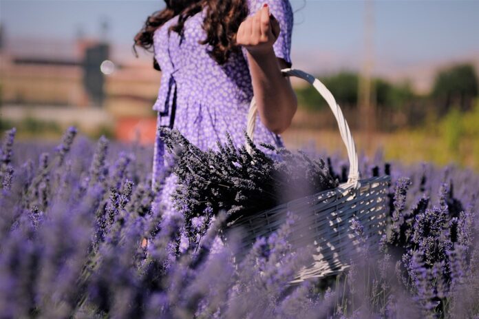 The Role of Regulations and Certifications in the Lavender Industry Impact on Trade and Pricing