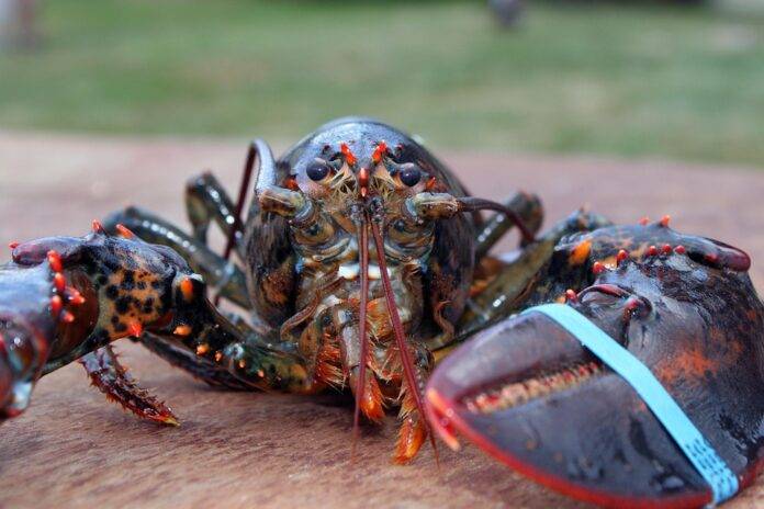 The Role of Regulations and Certifications in the Lobster Industry Impact on Trade and Pricing