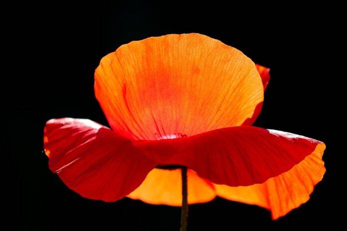 The Role of Regulations and Certifications in the Poppy Seeds Industry Impact on Trade and Pricing