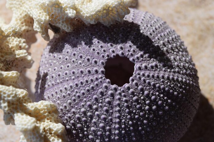 The Role of Regulations and Certifications in the Sea Urchin Industry Impact on Trade and Pricing