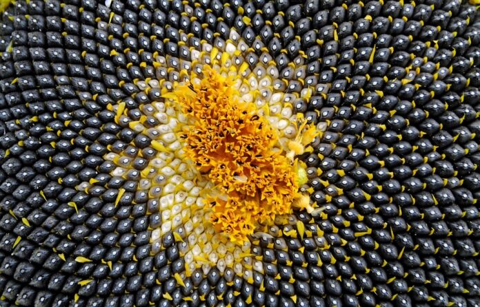 The Role of Regulations and Certifications in the Sunflower Seeds Industry Impact on Trade and Pricing