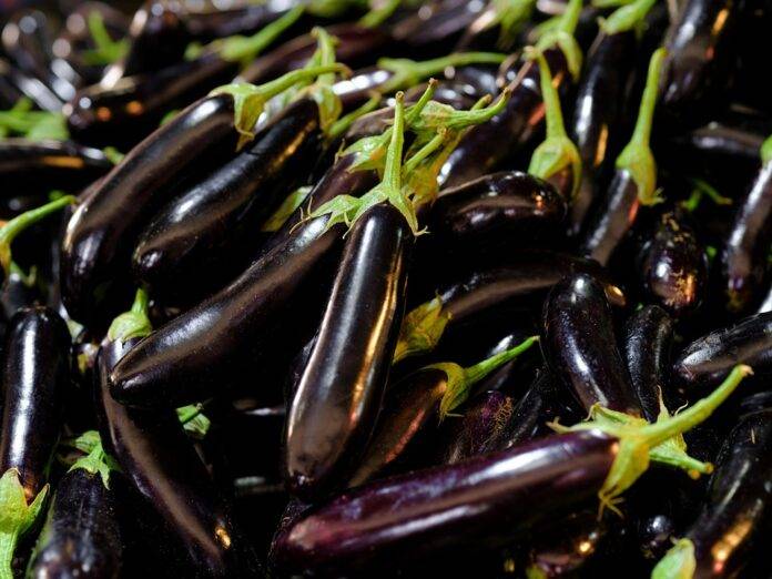 The World’s Top Aubergine Producers Who Leads in Yield and Innovation