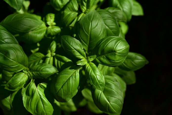 The World’s Top Basil Producers Who Leads in Yield and Innovation