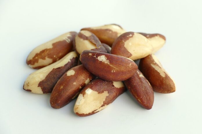 The World’s Top Brazil Nuts Producers Who Leads in Yield and Innovation