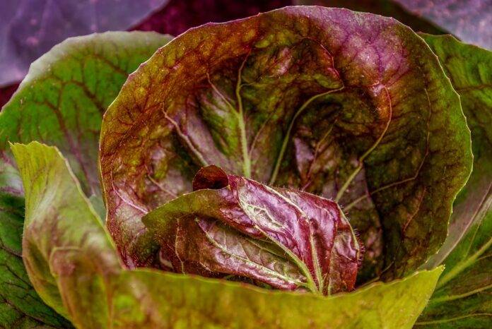 The World’s Top Cabbage Producers Who Leads in Yield and Innovation