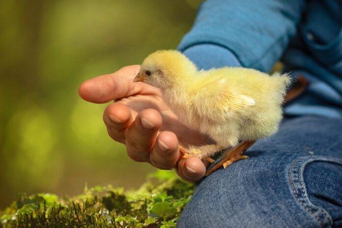 The World’s Top Chicken Producers Who Leads in Yield and Innovation