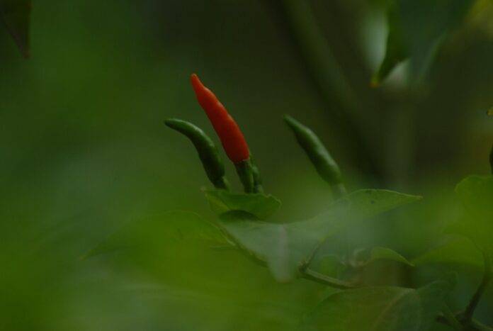 The World’s Top Chili Producers Who Leads in Yield and Innovation