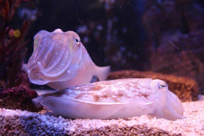 The World’s Top Cuttlefish Producers Who Leads in Yield and Innovation