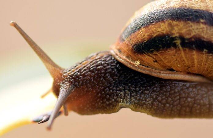 The World’s Top Edible Snail Producers Who Leads in Yield and Innovation
