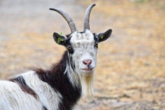 The World’s Top Goat Meat Producers Who Leads in Yield and Innovation