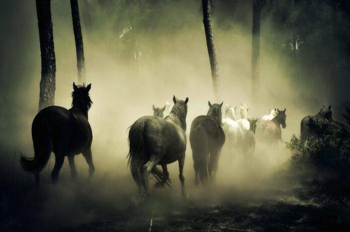 The World’s Top Horse Meat Producers Who Leads in Yield and Innovation