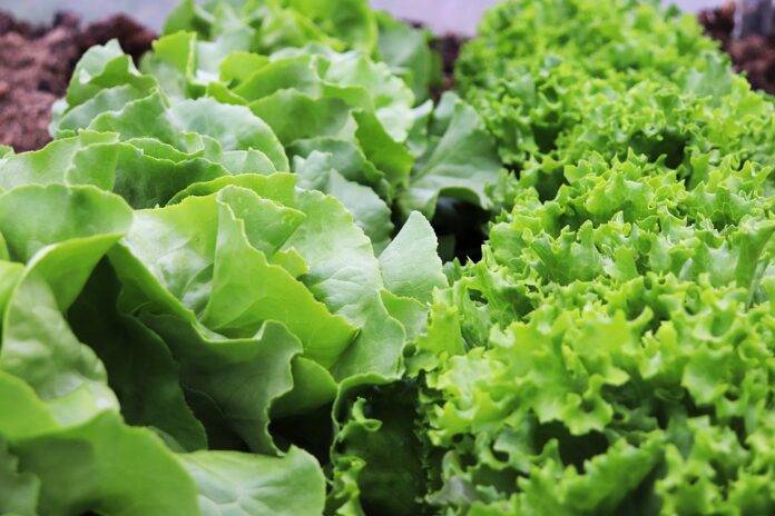 The World’s Top Lettuce Producers Who Leads in Yield and Innovation