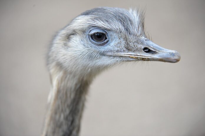 The World’s Top Ostrich Meat Producers Who Leads in Yield and Innovation